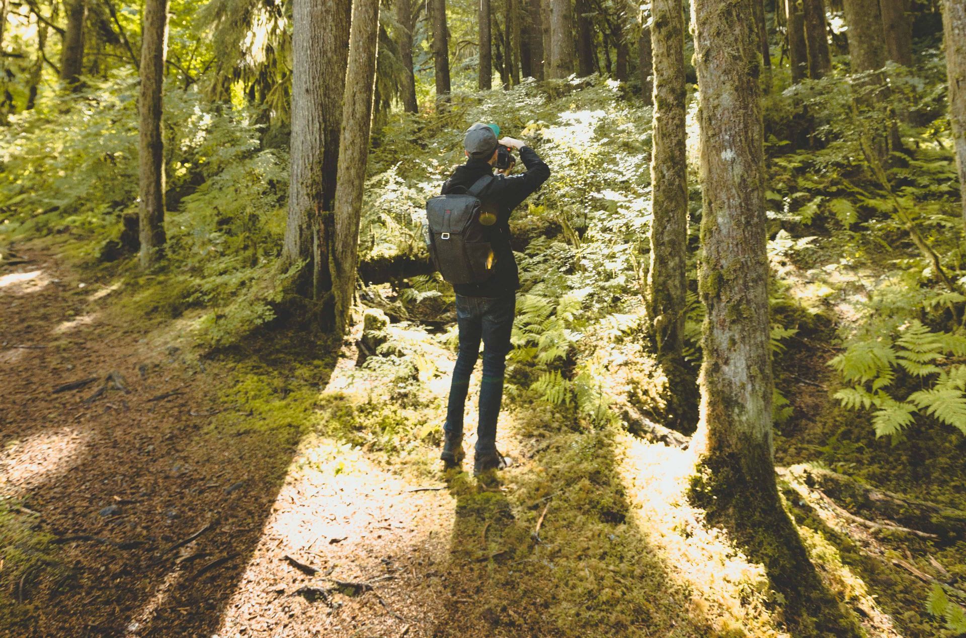 A hiker photographing sunlight through a tall conifer forest