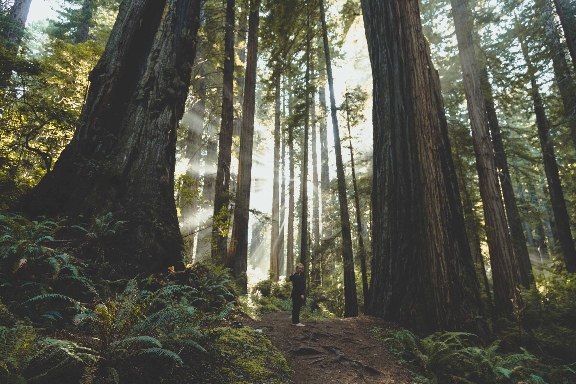Sunlight through an old-growth forest — the clean-air outcome Sidel CREN's greenhouse and clean-stack pathway is built toward