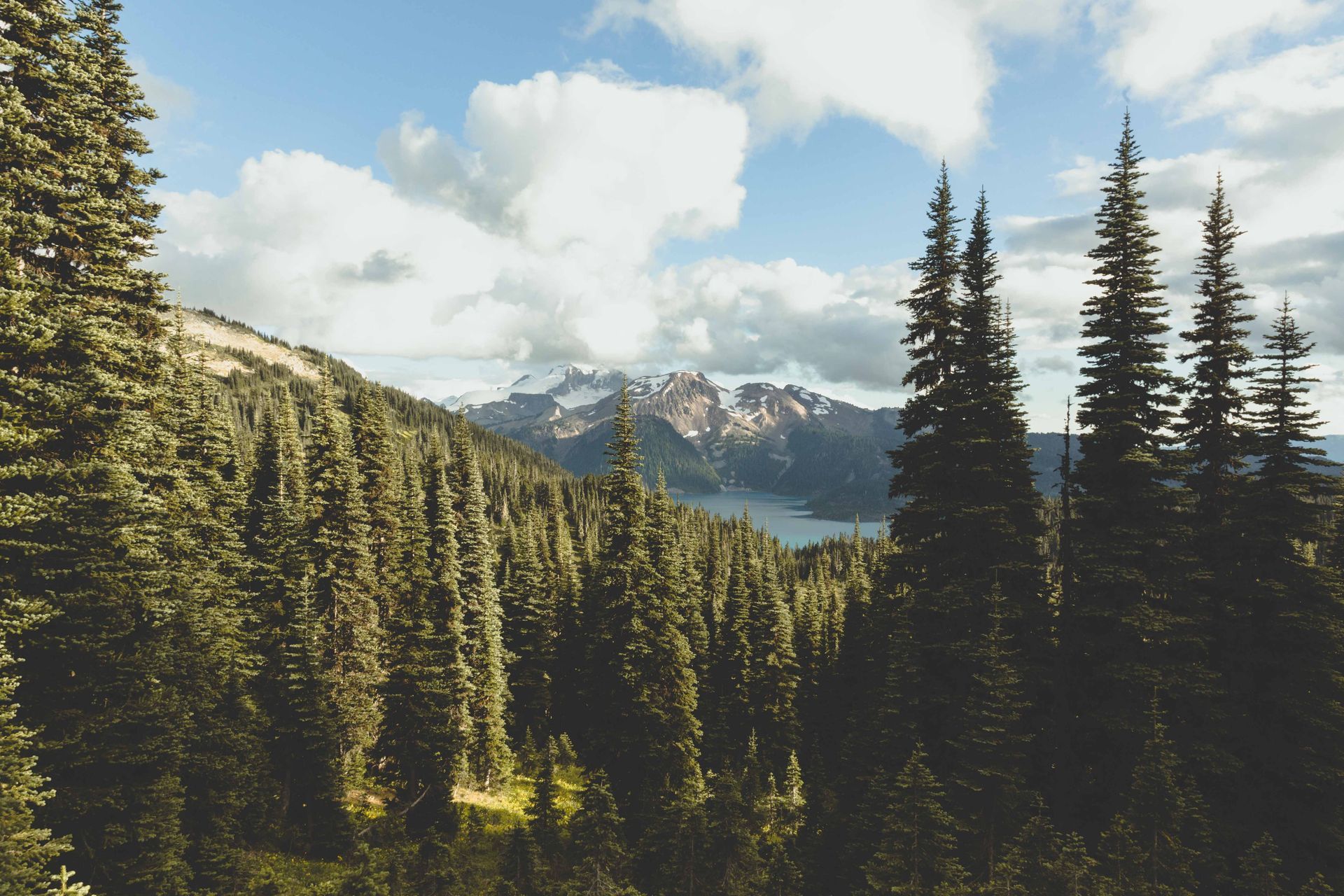 Subalpine forest overlooking a glacial lake and mountains