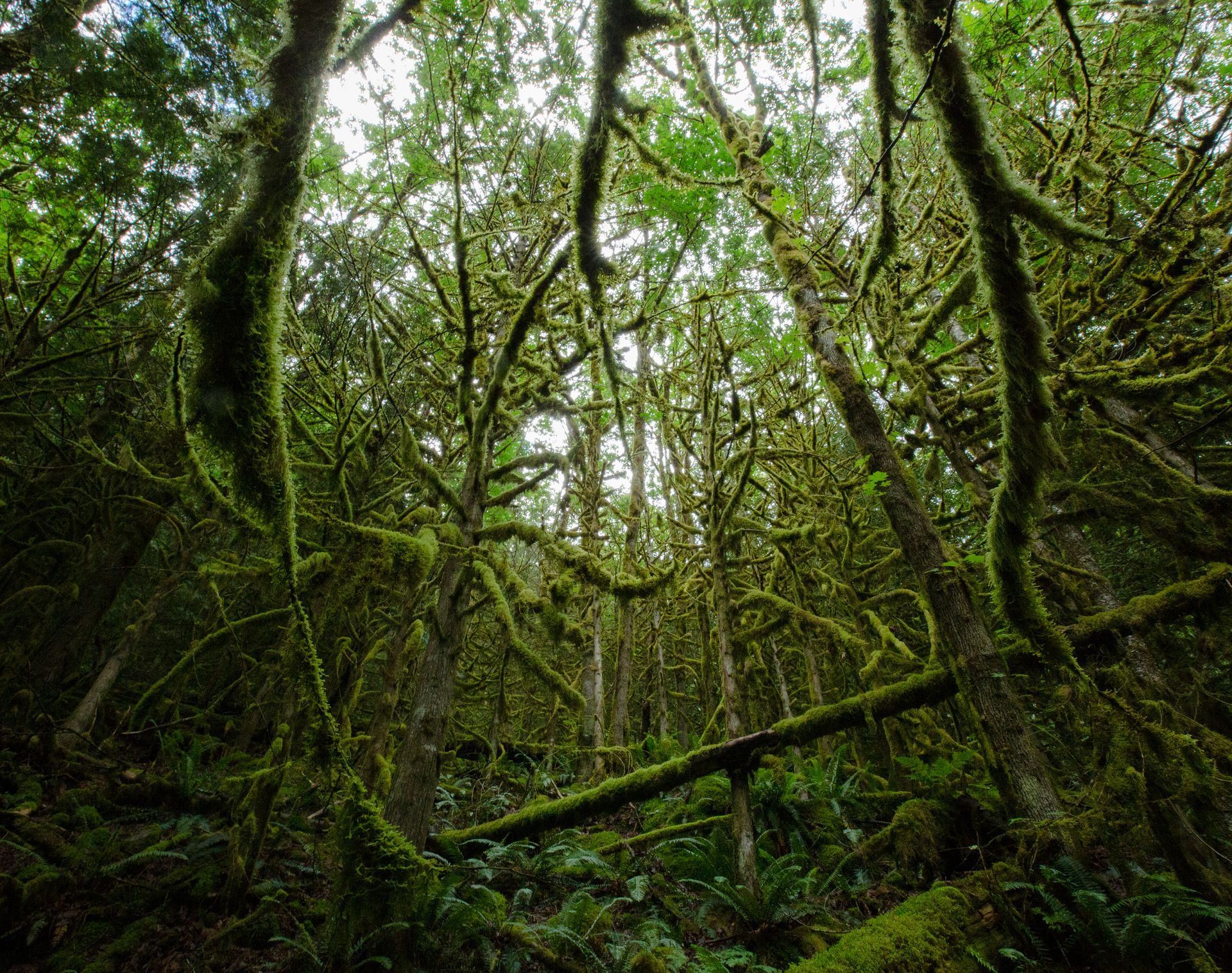 Moss forest